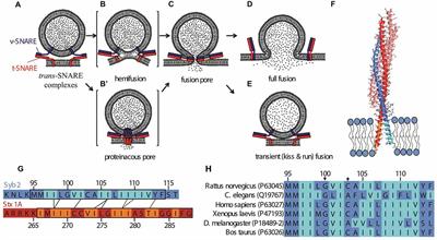 Regulation of Exocytotic Fusion Pores by SNARE Protein Transmembrane Domains